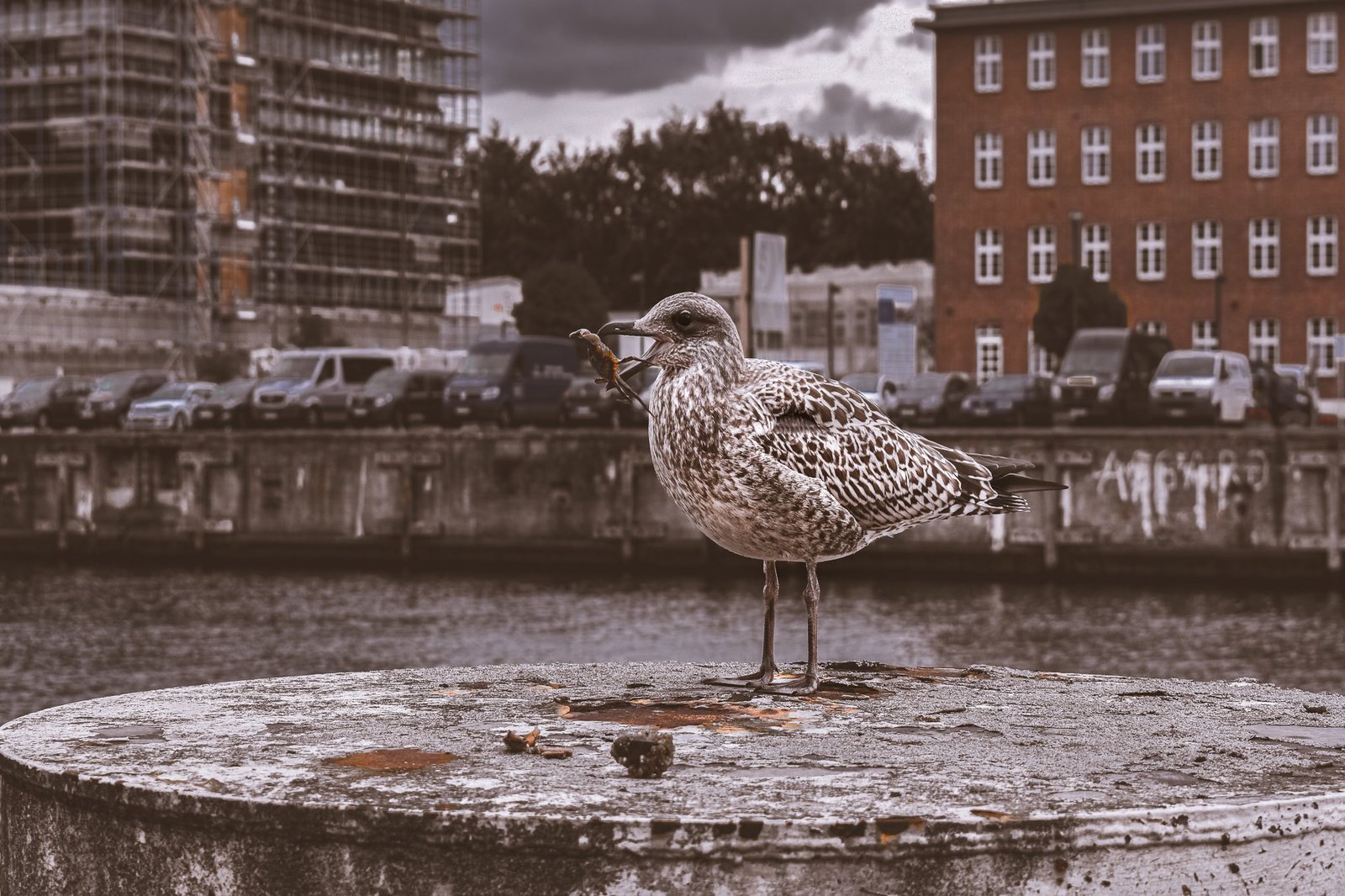 Möwe auf einem Poller