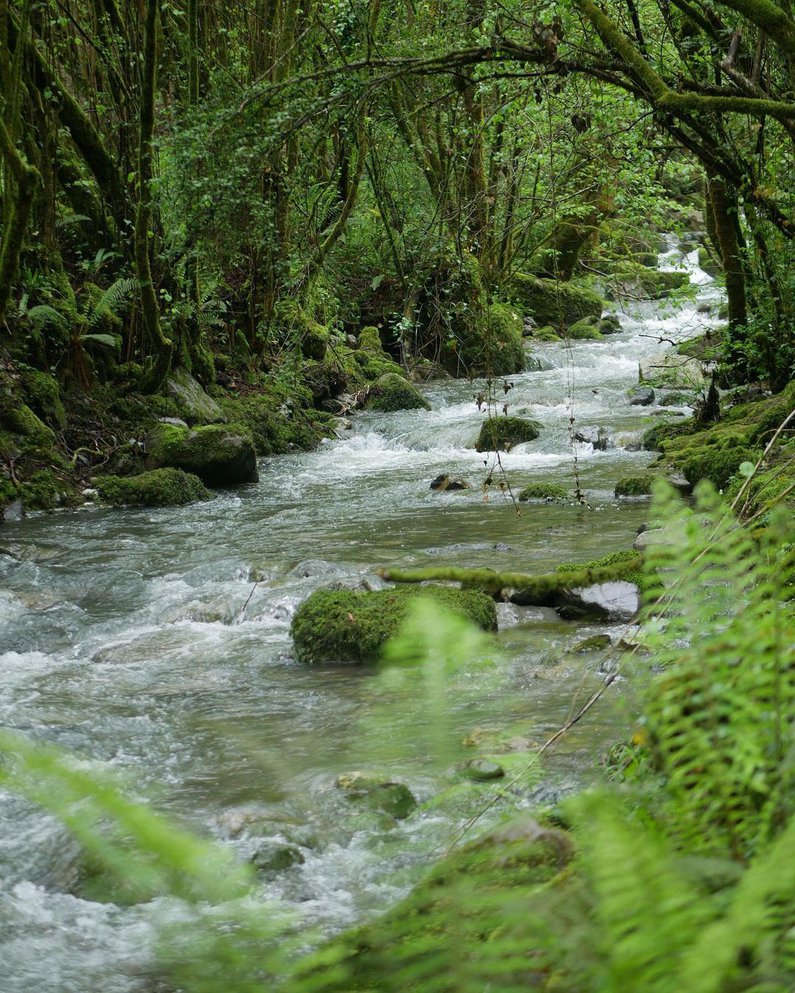 Bachlauf in grünem Wald