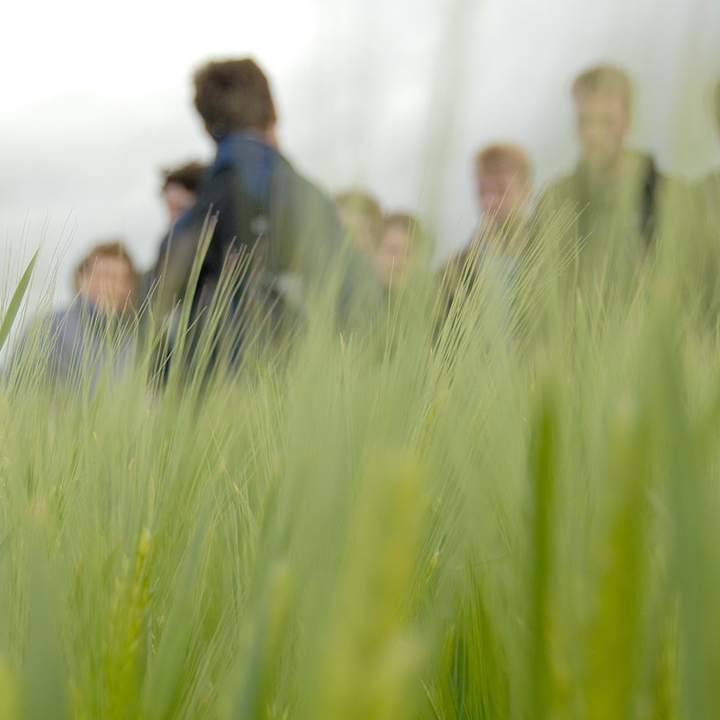 Eine Wiese