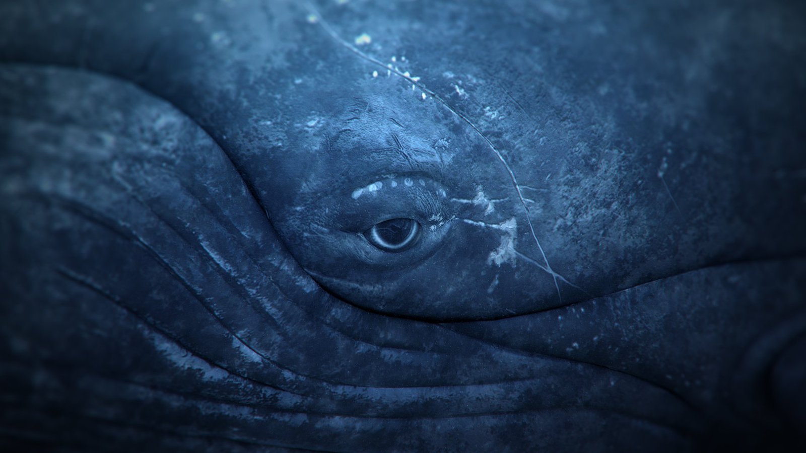 Die Augenpartie eines Wals.