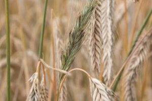 Die Nahaufnahme zeigt eine Roggenähre.