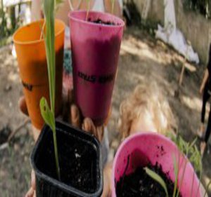 in vielen bunten Schalen sind Setzlinge zu sehen.