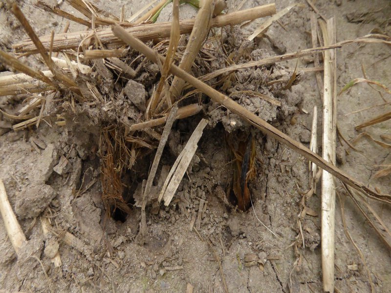 Regenwurmröhre mit Pflanzenresten
