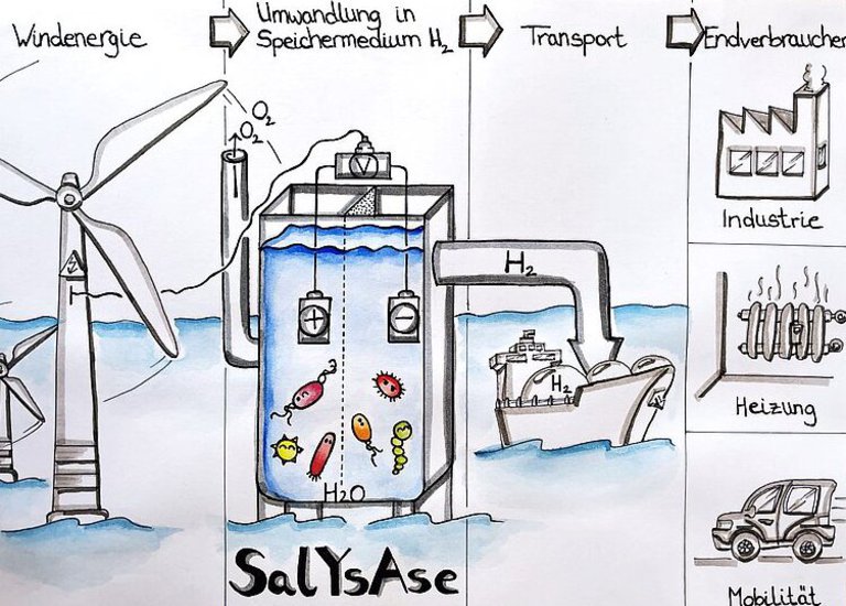 [Translate to English:] Graphical Abstract SalYsAse