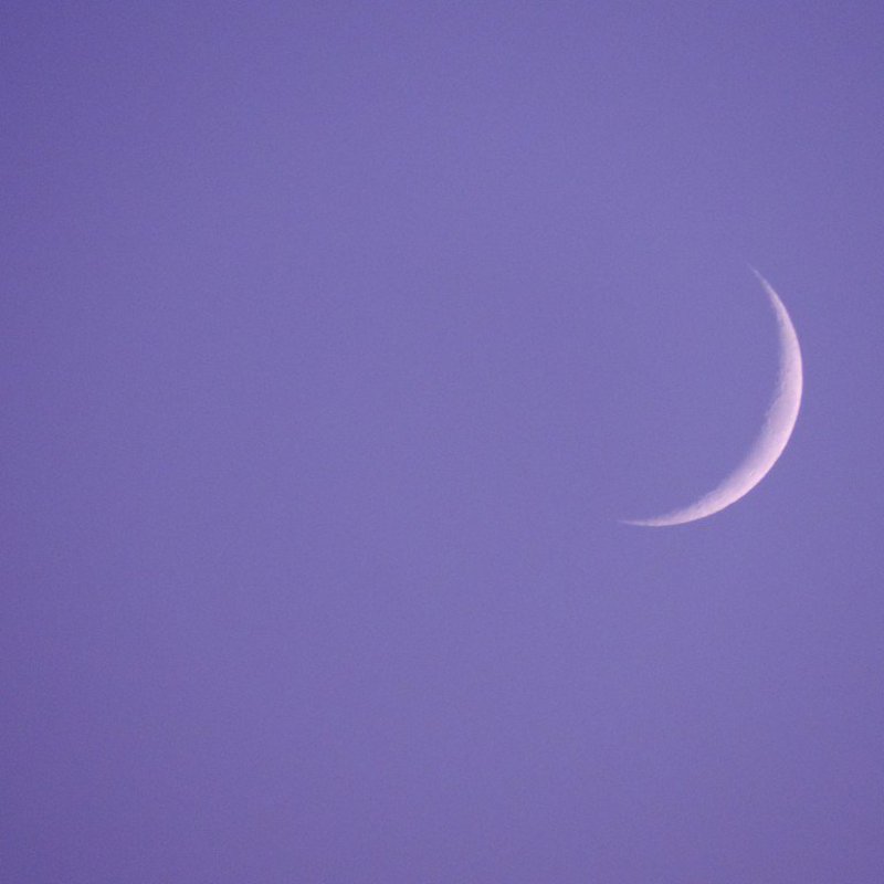 Ein sichelförmiger Halbmond an einem fliederfarbenen Morgenhimmel.