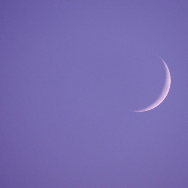 Ein sichelförmiger Halbmond an einem fliederfarbenen Morgenhimmel.