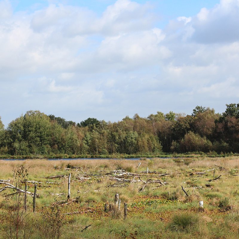 Ein Moor