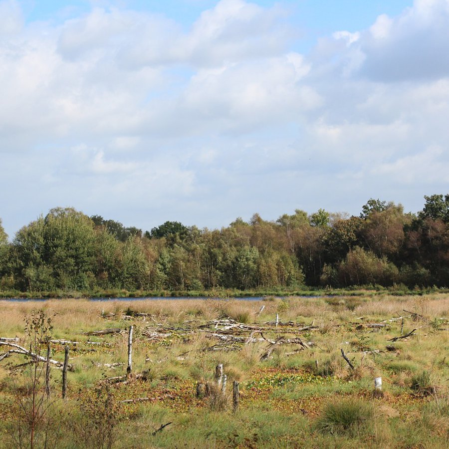 Ein Moor