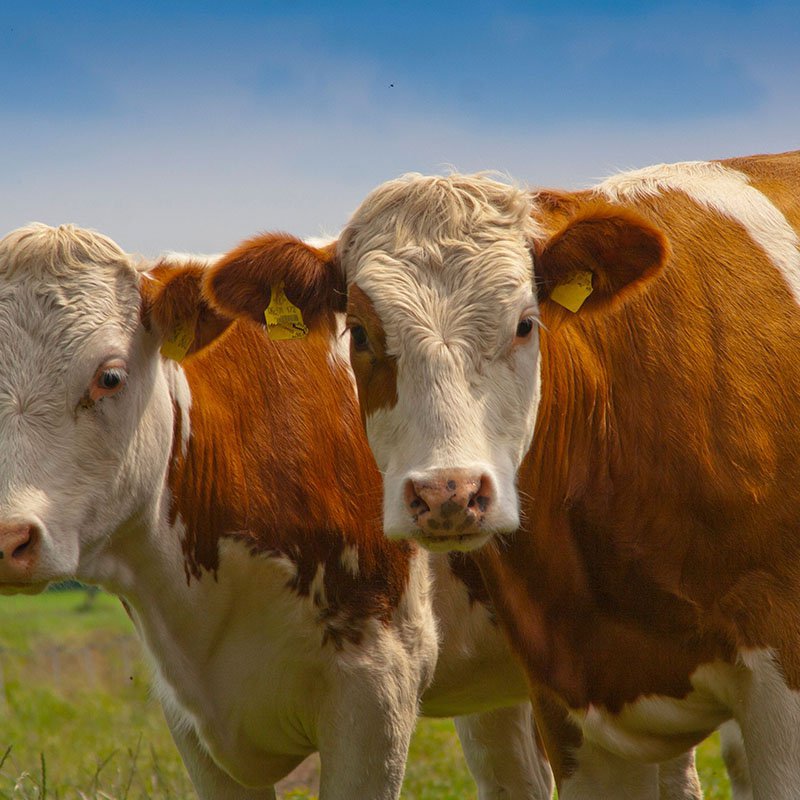 Zwei braun-weiße Kühe blicken in die Kamera.