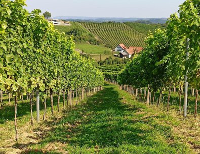 Südsteirische Weinstraße, zu sehen sind grüne Reben einen Hang hinunter an einem sonnigen Tag