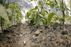 Vom Boden wachsen viele frische Keimlinge dem Licht entgegen.