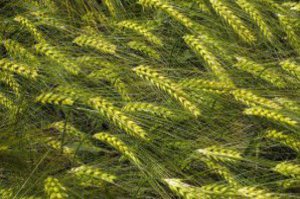 Ein Abschnitt auf dem Korn mit grünen Stengeln und goldenen Ähren wächst.