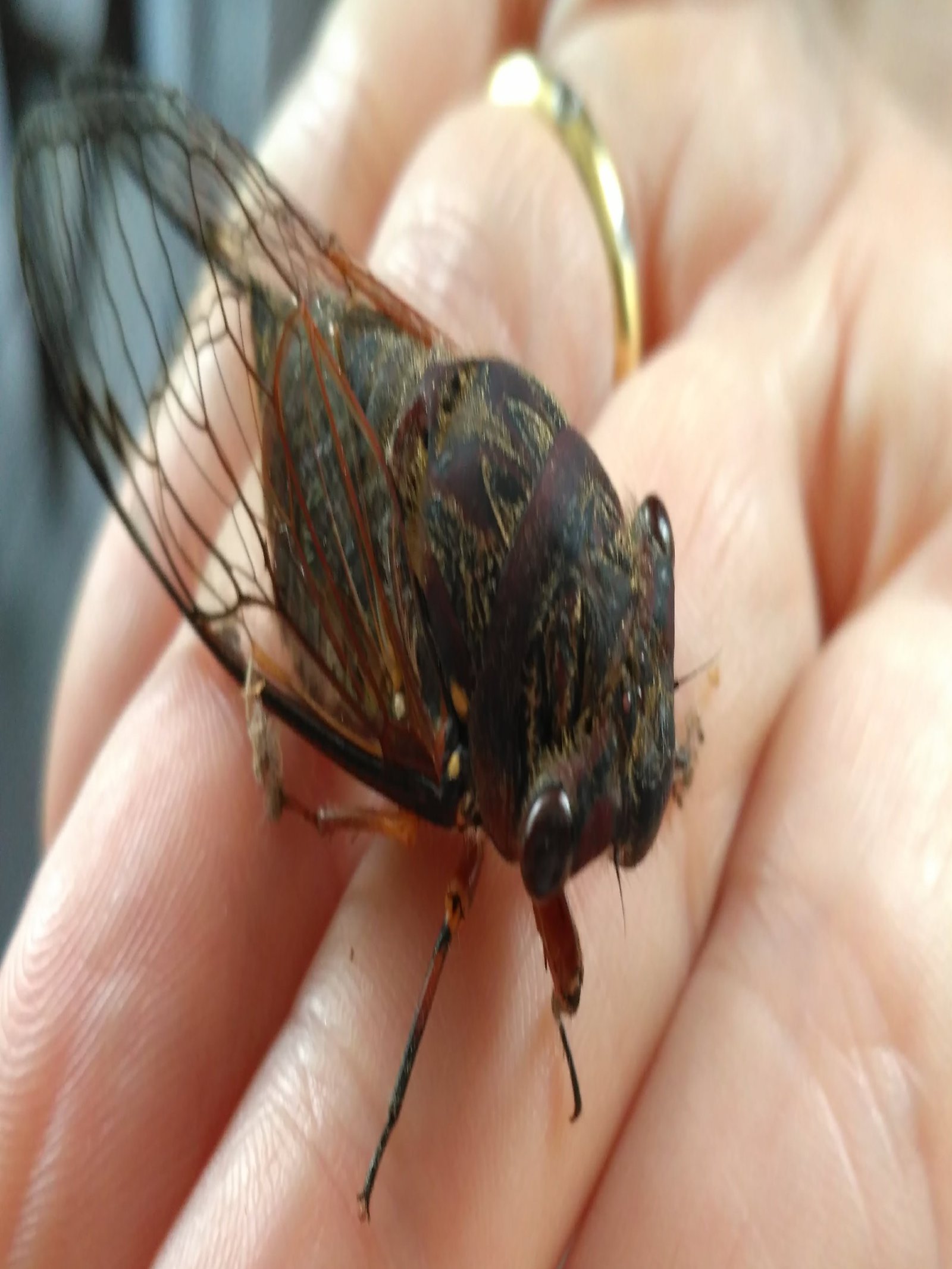 Die Nahaufnahme zeigt eine Hand, die eine Zikade hält.