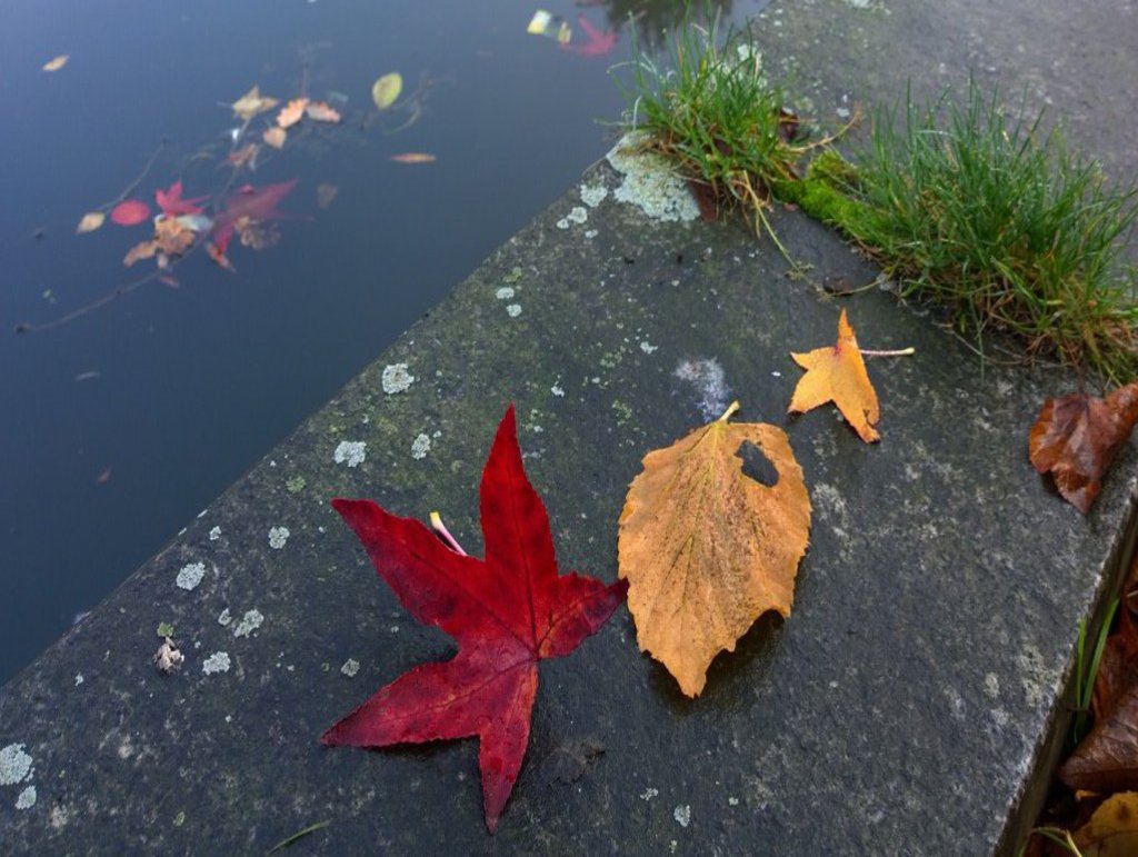 Rotes und gelbes Laub liegt am Rand eines Teichs.