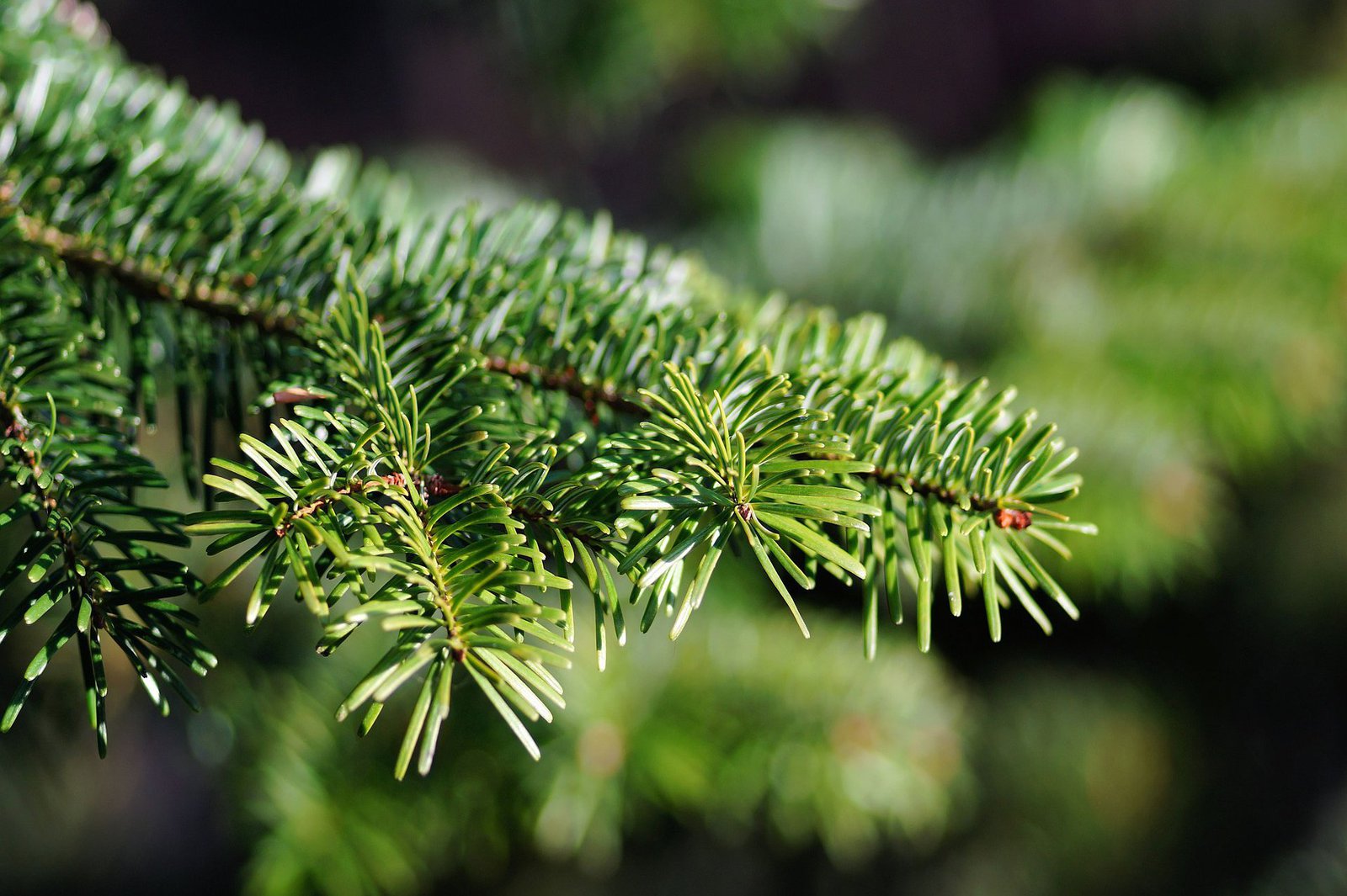 Ein in den Fokus genommener Tannenzweig.