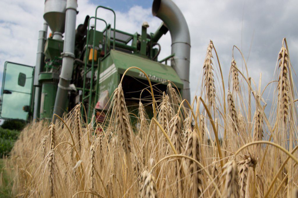 Ein grüner Mehdrescher bewegt sich auf einen Feldabschnitt zu.