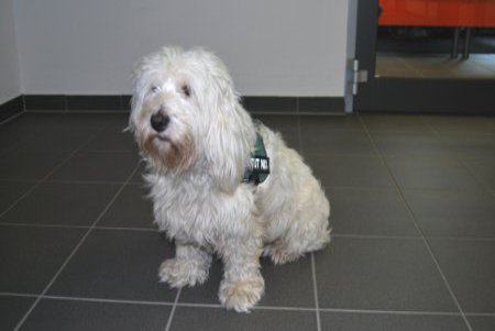 Ein weißer Hund, sitzt auf einem schwarzen Fliesenboden.