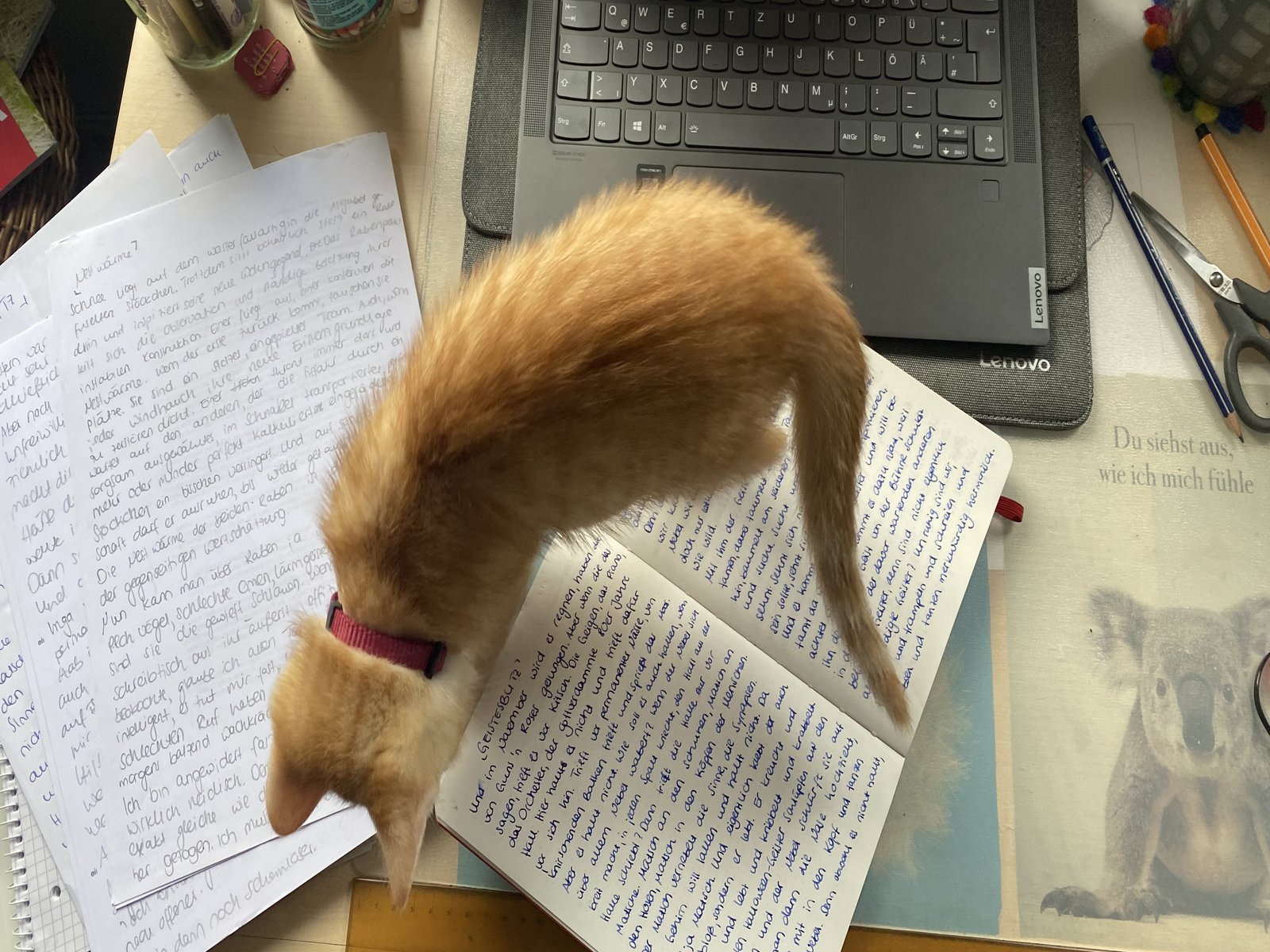 Katze auf Schreibtisch