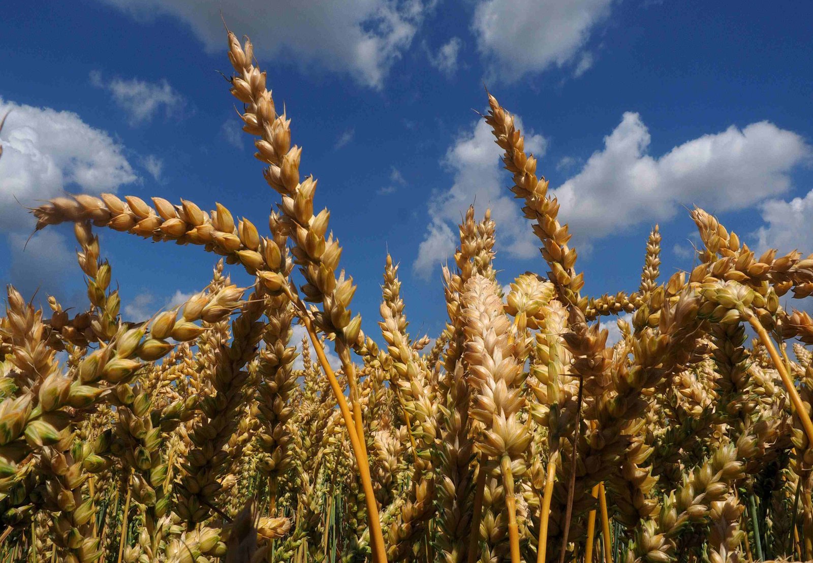 Neben dem heimischen Getreide wachsen auf dem Versuchsfeld auch ausgefallene Pflanzen. (Foto: Schlüter)