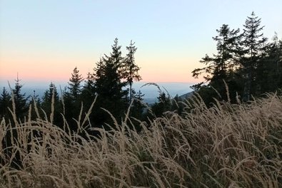 Hohe Tannen ragen an der Baumgrenze vor dem Sonnenuntergang auf
