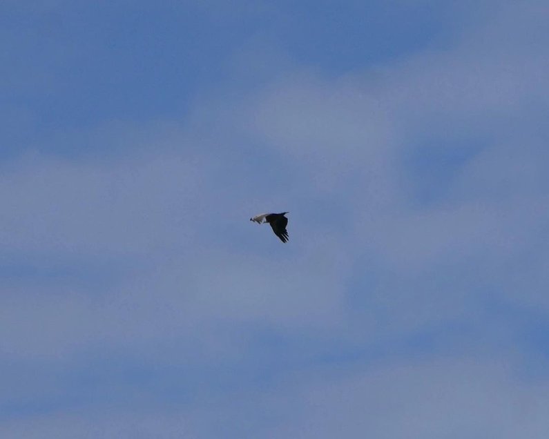 Geier mit über zweieinhalb Metern Spannweite