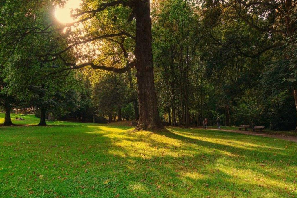 Eine Stelle in einem Park, die durch die Baumkronen teilweise beleuchtet wird.