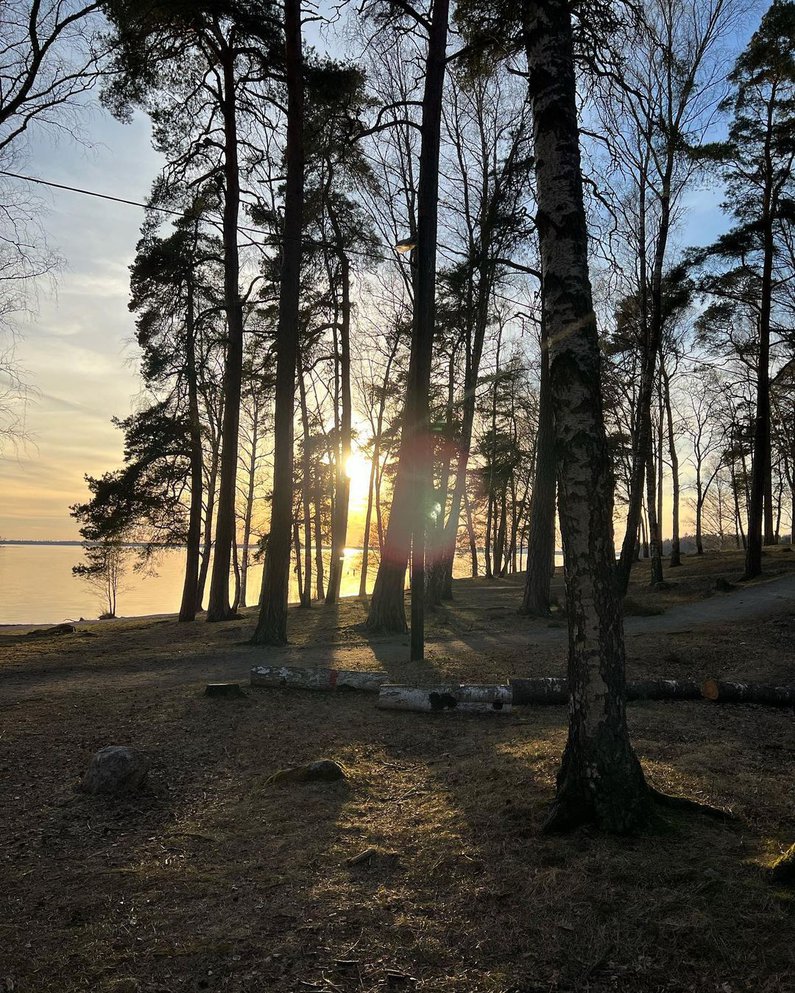 Abendsonne strahlt durch Bäume hindurch