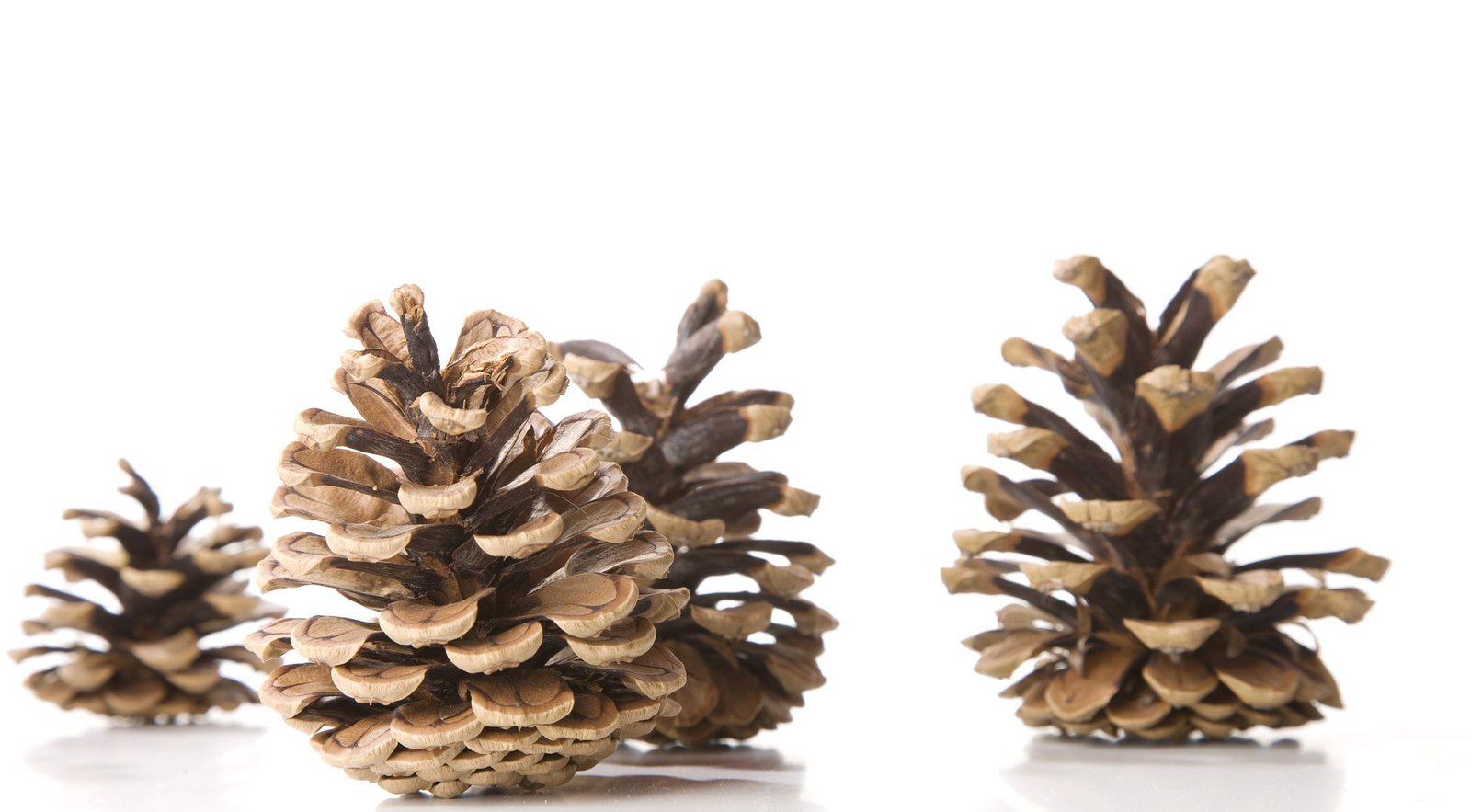 Drei unterschiedlich große Tannenzapfen.