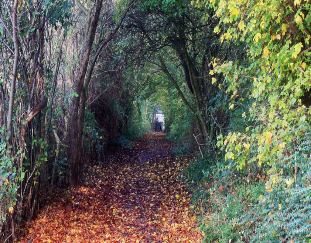 Eine durch zusammenwachsende Bäume überdachte Allee.