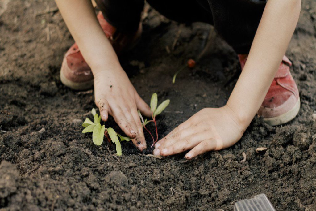Zwei kleine Hände setzen den grünen Setzling in den braunen Boden ein.
