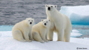 Ein Foto einer Eisbärenfamilie