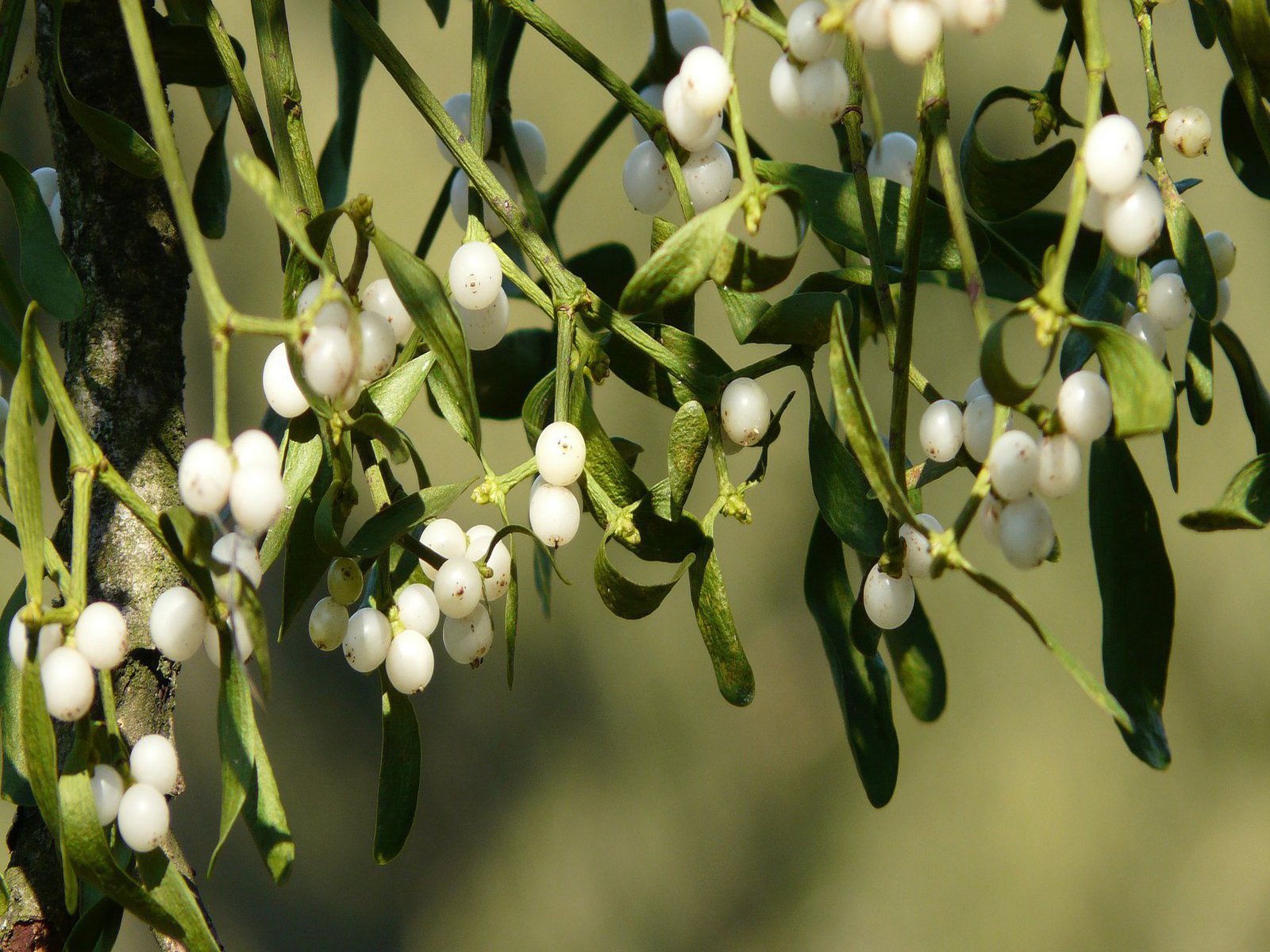 Mistelzweige hängen von einem Ast herab.