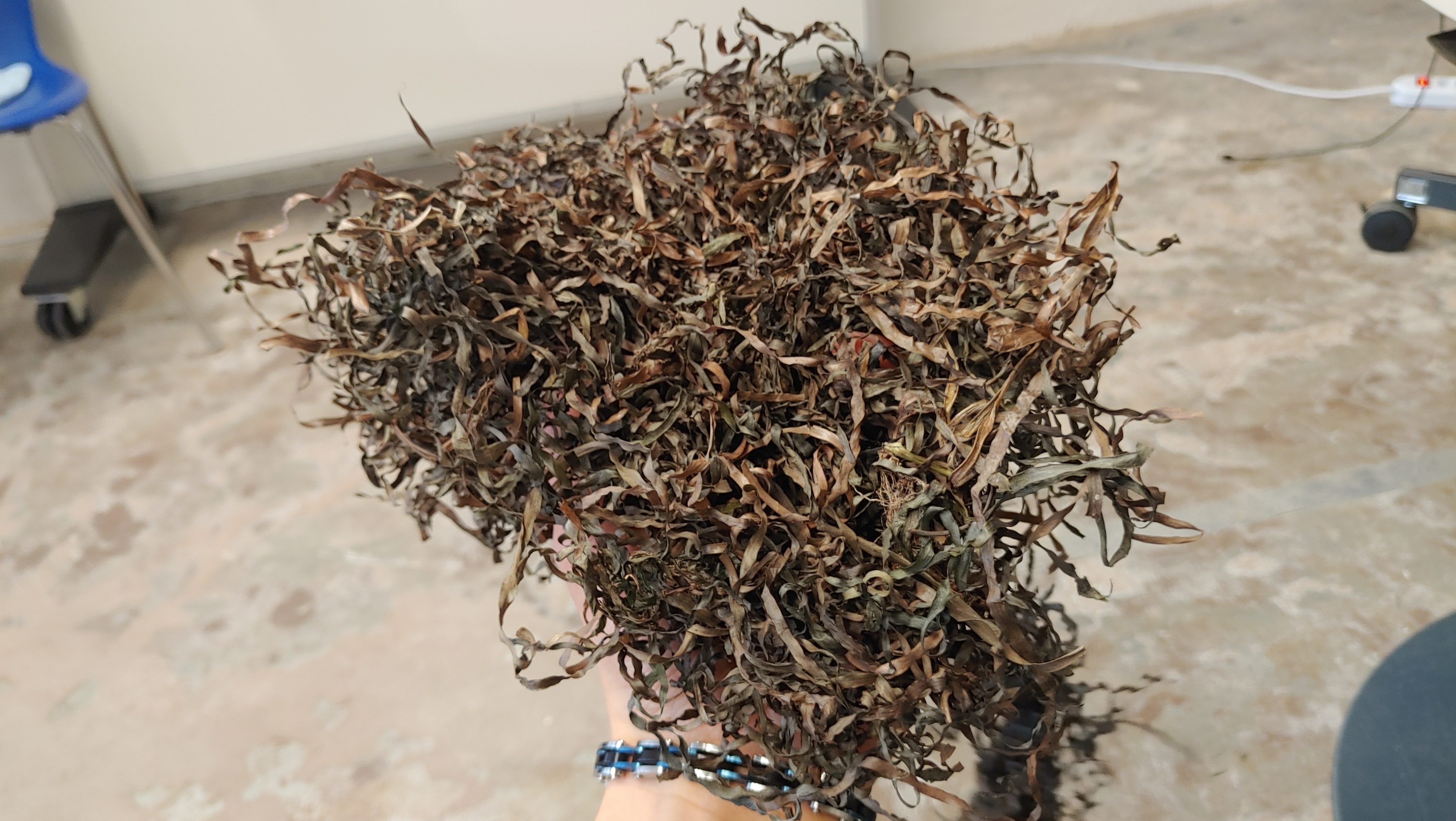 ein Häufchen Seegras