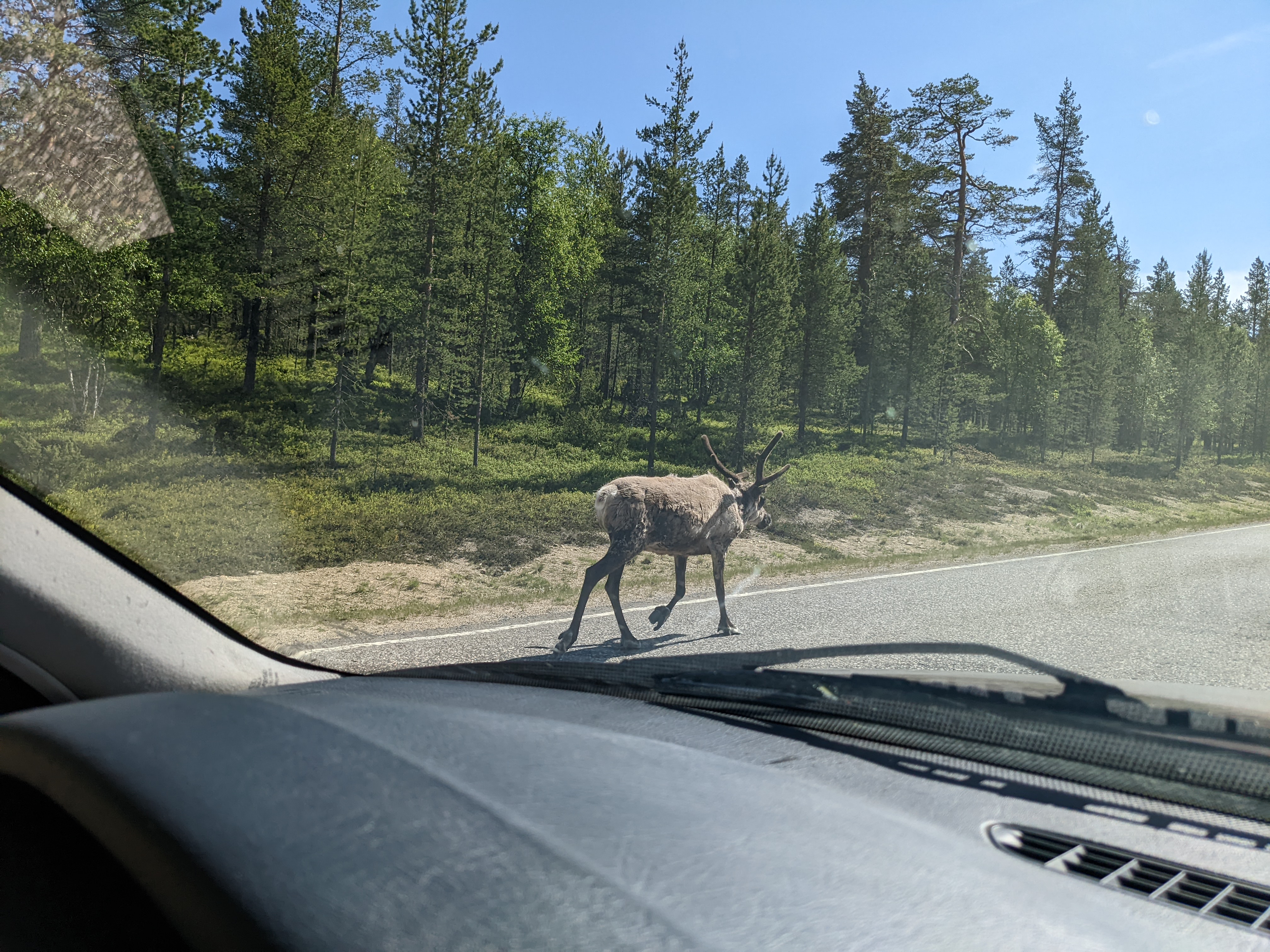 ein Rentier geht auf einer Straße, Sicht aus dem Auto heraus