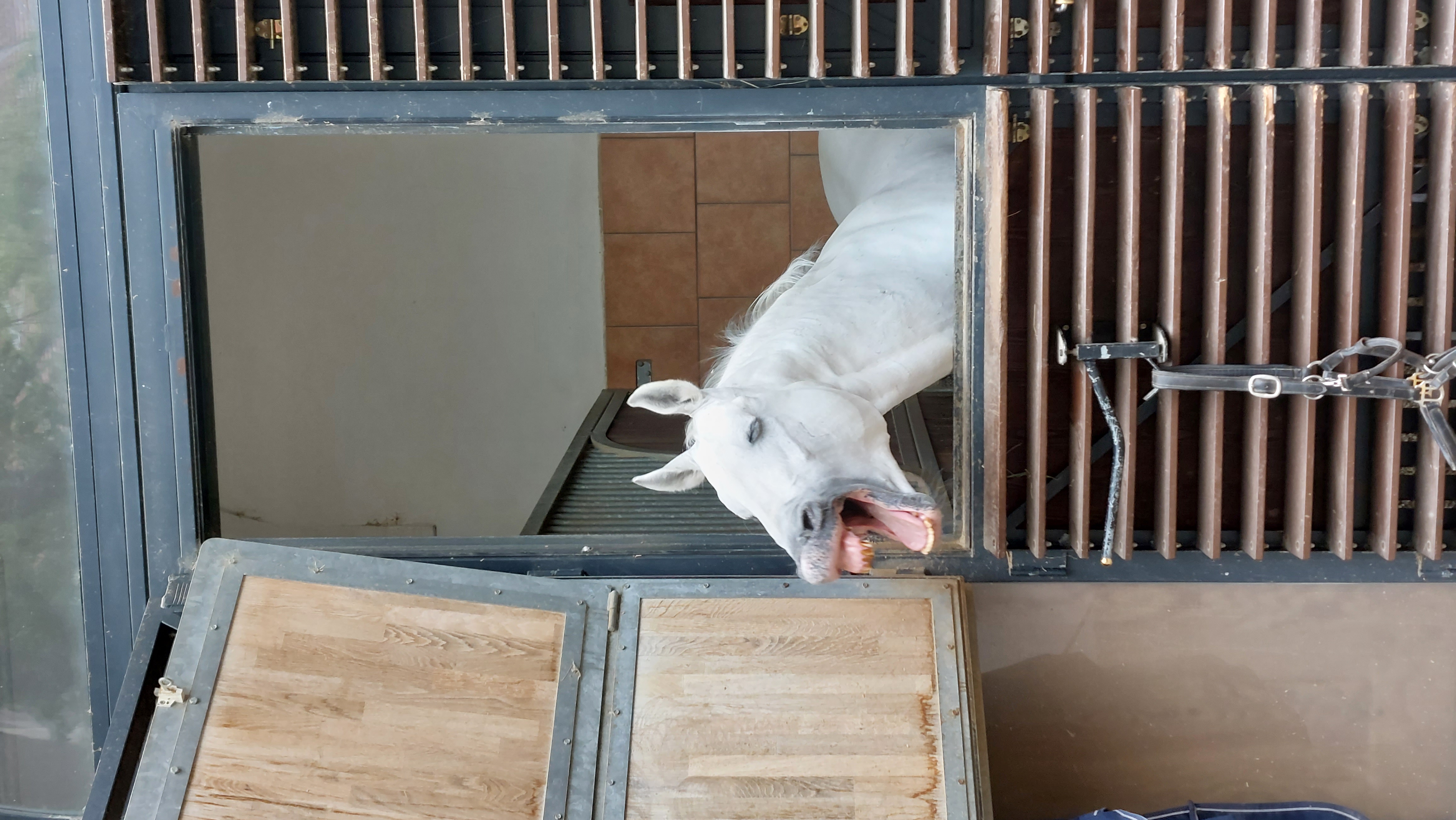 Ein wieherndes Pferd