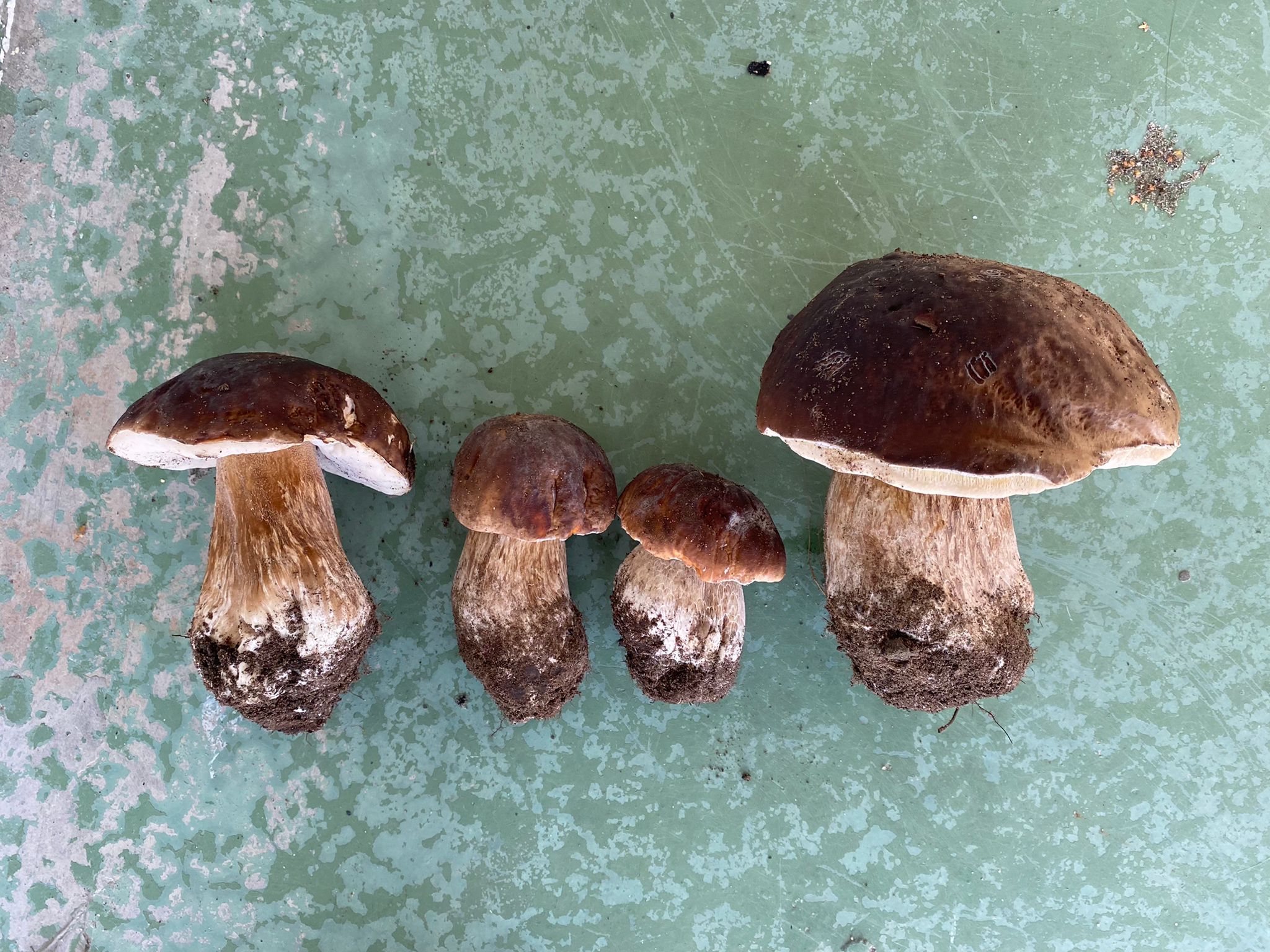 vier im Wald gesammelte Pilze