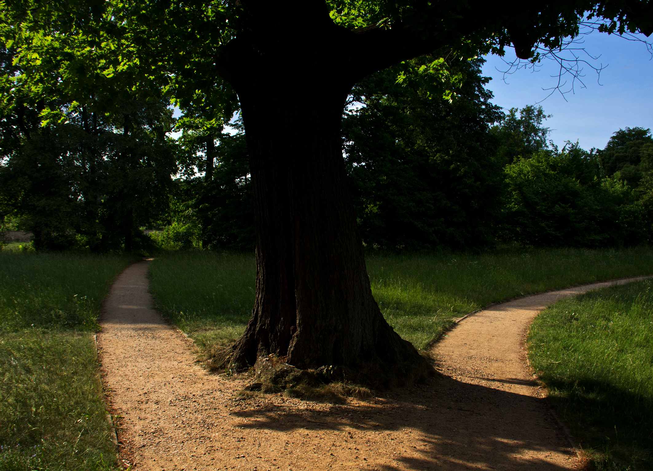 Baum, links und recht ein Weg