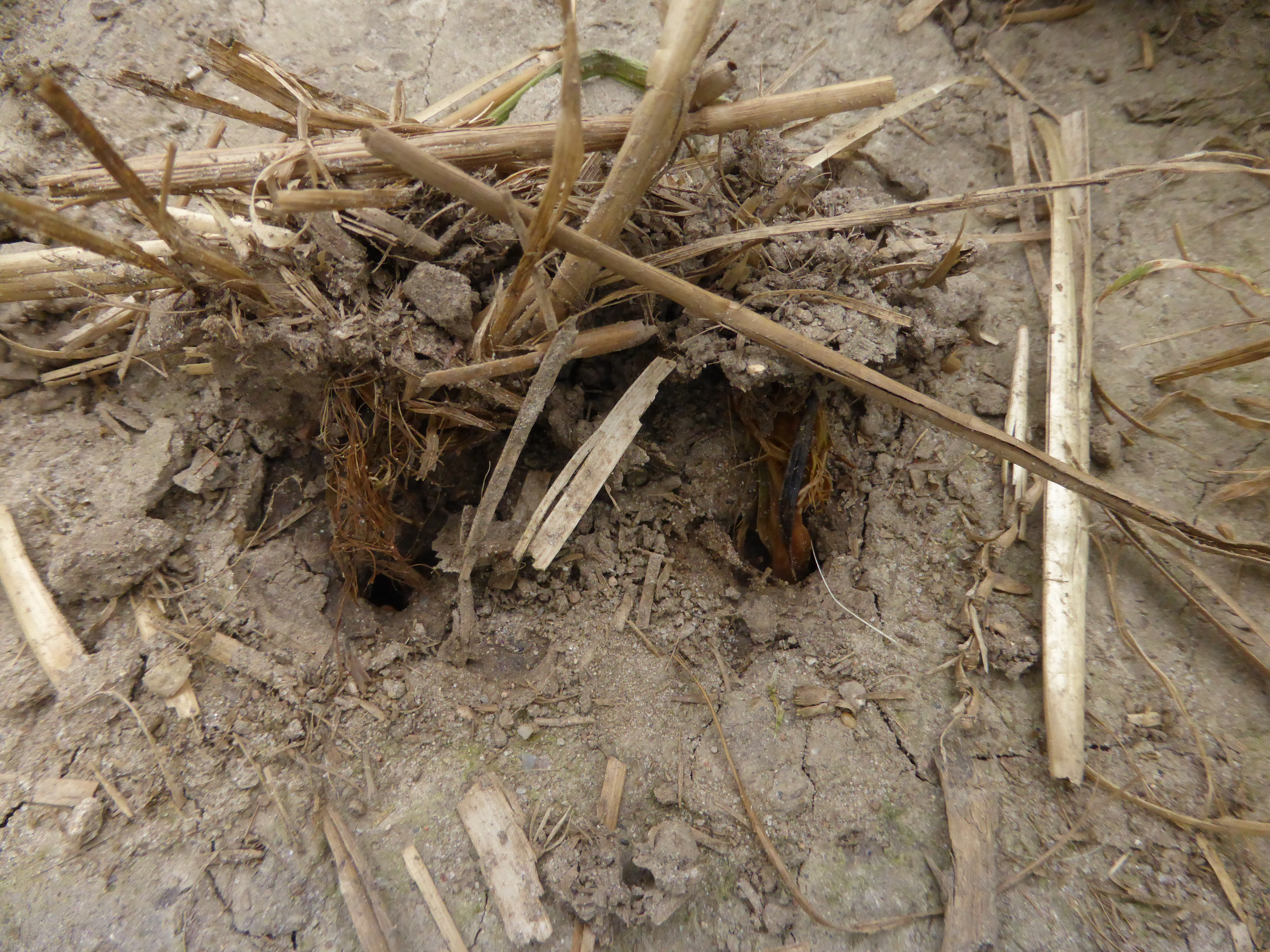 Pflanzenreste vor der Röhre eines Regenwurms
