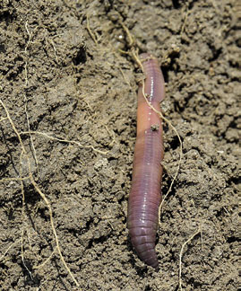 der Tauwurm auf Erdboden