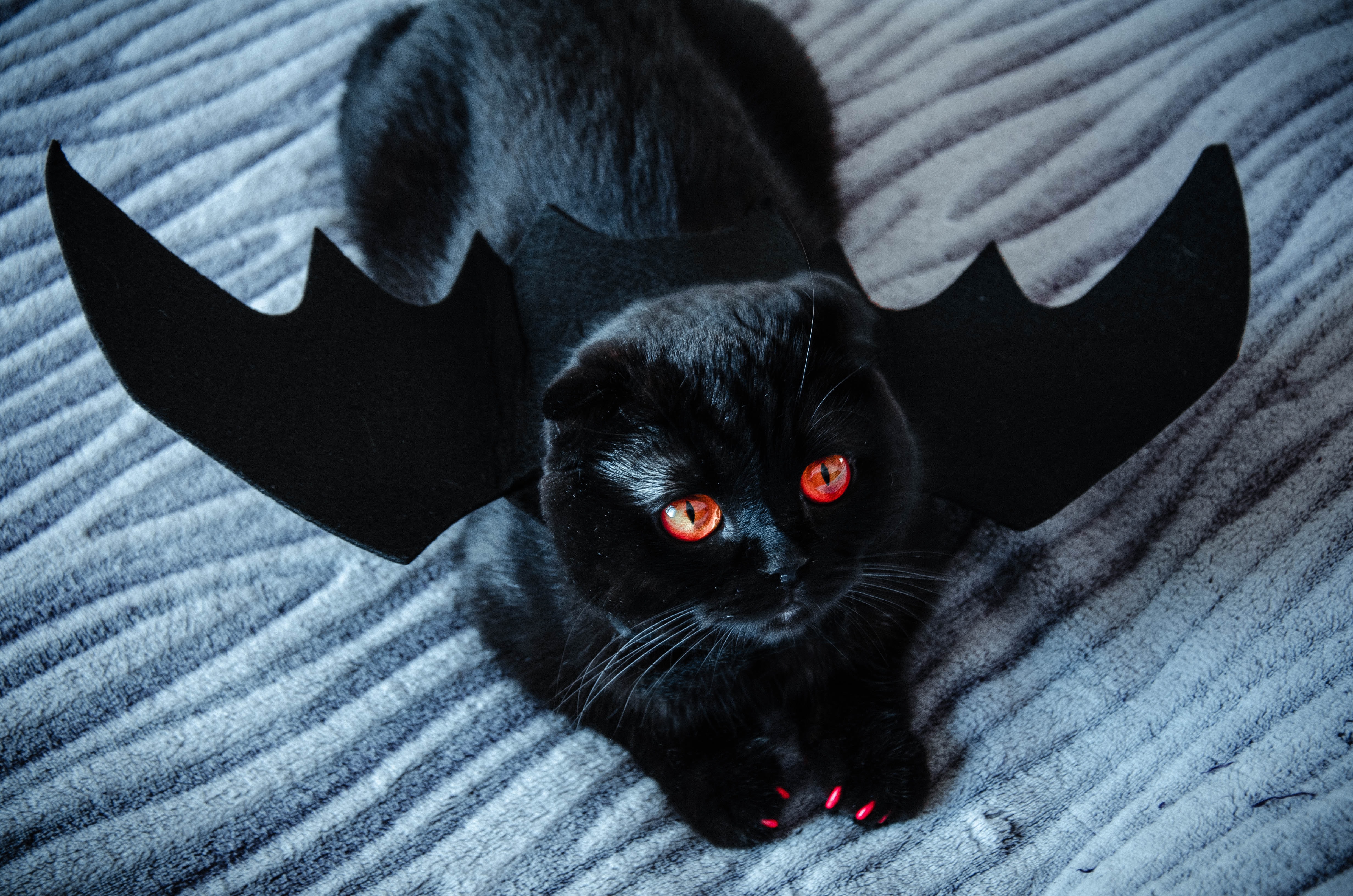eine Katze verkleidet als Vampir für Halloween