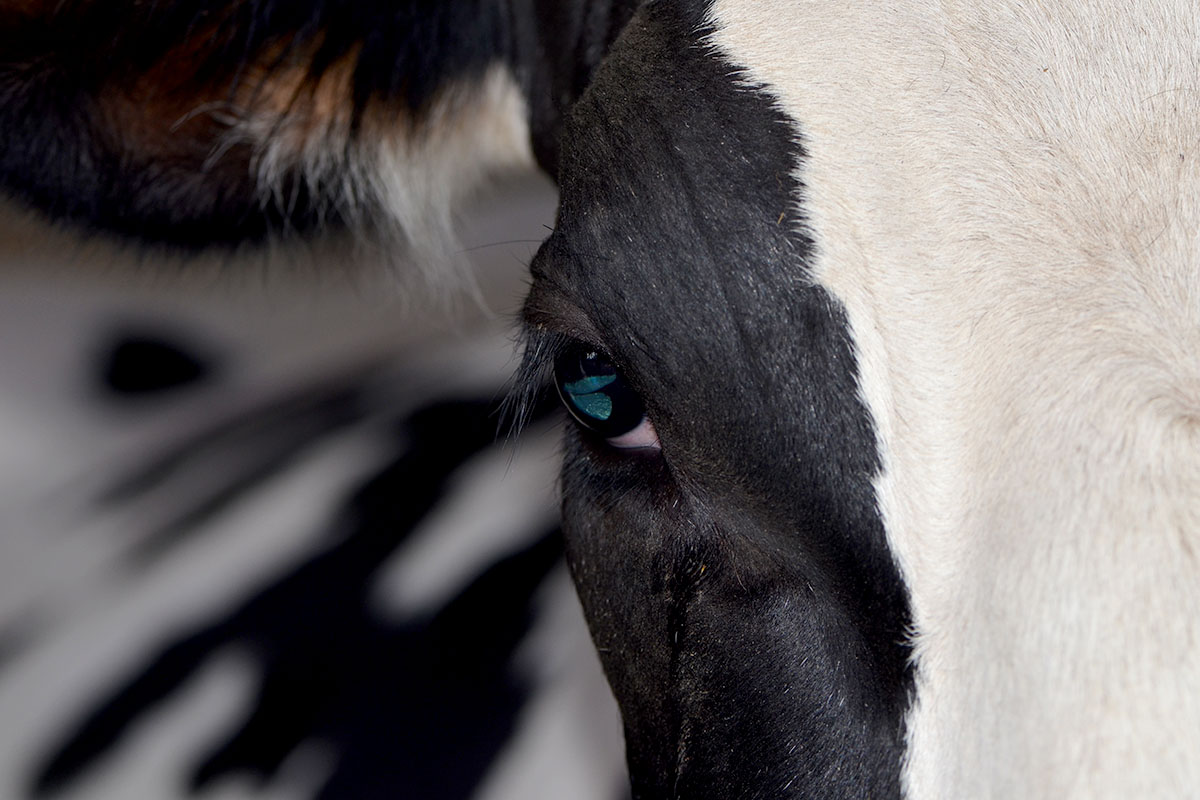 Nahansicht eines Kuhkopfes