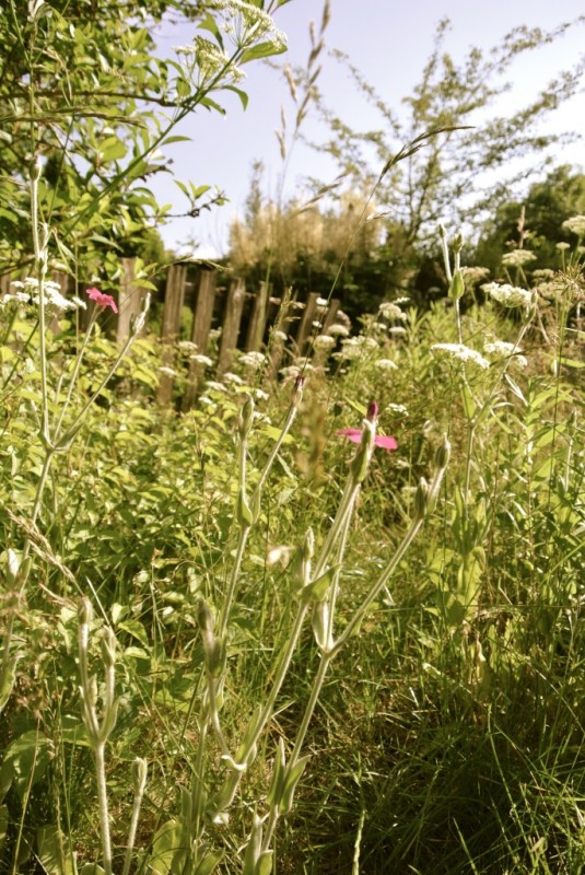 Vor einem alten Holztor wächst jede Menge hohes Gras, zwischen dem auch ein paar Blüten sind.